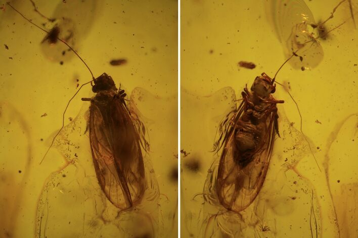 Fossil Booklouse (Psocoptera) In Baltic Amber #109500